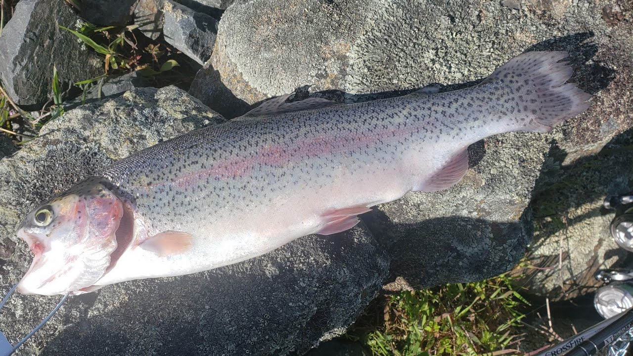 Collins Lake :: Lots of Trout Over 7lbs & Big Bass!