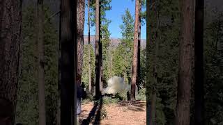1lb tannerite vs dead tree