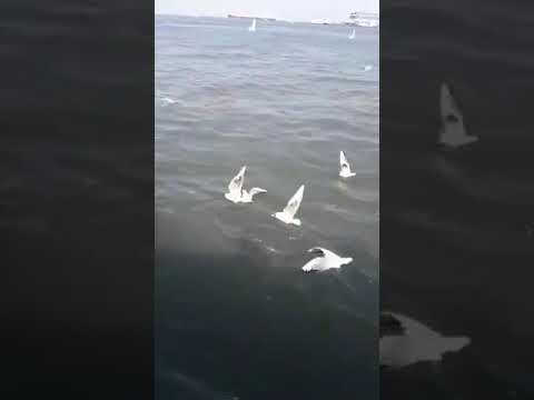 صوت النورس من المعديه بورسعيد بلدى الساحره 