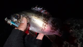 ゾエアリプルはメバル入れ食いルアーだった！