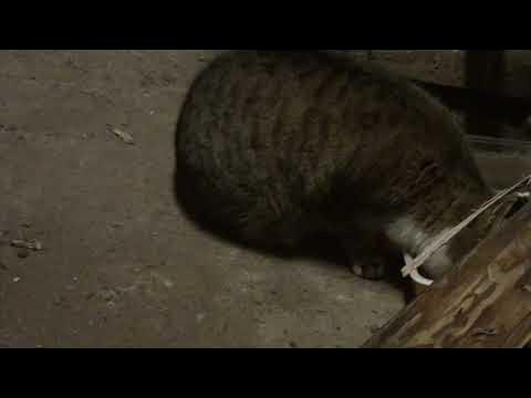 Импортный навоз. Курим но не навоз. Навоз прикол. Колхоз навоз. Курень.