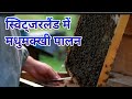Switzerland Honey Farming in Hindi!