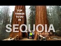 Top 10 things to do in sequoia national park california