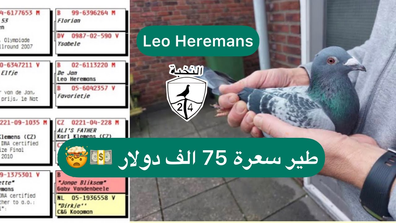 سلسلة أسعار الحمام الزاجل في هولندا 🇳🇱#الجزءالثاني  الحمام الزاجل الهولندي