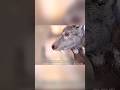 दुनिया का सबसे दुर्लभ जीव जो खुशबू पैदा करता है | musk deer that produces scent | #deer |#shorts