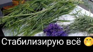картинка: Как стабилизировать глицерином? Первый опыт. Лаванда. Злаковые. Гипсофила.