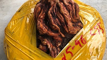 Hoa sim rừng u bướu mời các bác cùng ngắm