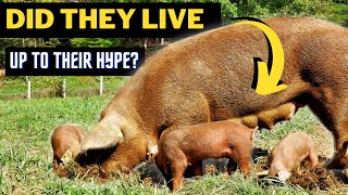 Red Wattle Pigs—The Perfect Homesteading Hog? by PJ Howland 5,644 views 6 months ago 10 minutes, 44 seconds