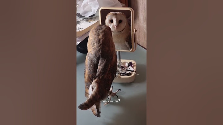 Причины завести сову 🦉♥️ #рекомендации #fyp