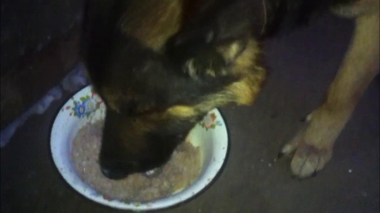 щенок ест. кормление собак. корм для собак. собака есть кашу. французский бульдог и попкорн.