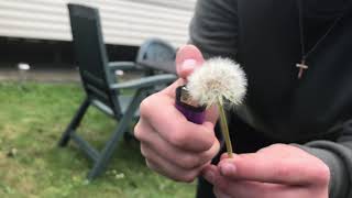 Oddly Satisfying - Setting Fire To A Dandelion (SLOW-MOTION)