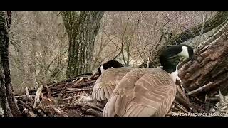 Decorah Eagles Nest 4\/22\/22 Mother Goose sounds the Alarm, Father Goose comes in. Eagle close by.