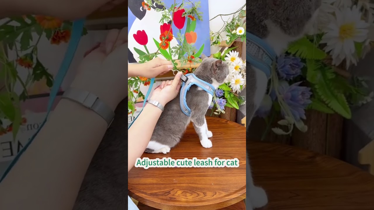 Adjustable leash for cat 