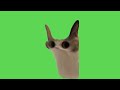 Cat meow meme  green screen