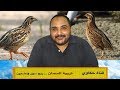 تربية السمان (01) - كيف تحقق دخل شهري ٤٥٠٠ جنيه برأس مال ١٢٠٠ جنيه فقط