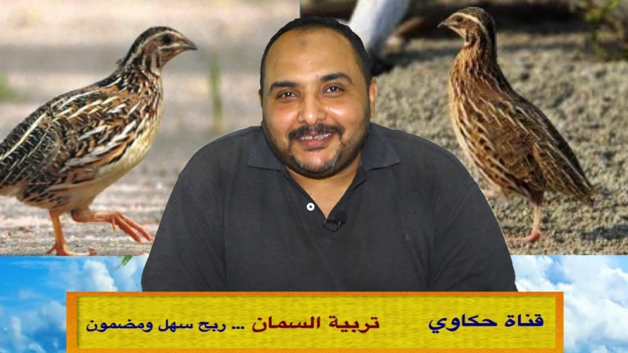 مشروع تربية السمان { 01 } كيف تحقق دخل شهري ٤٥٠٠ جنيه برأس مال ١٢٠٠ جنيه فقط