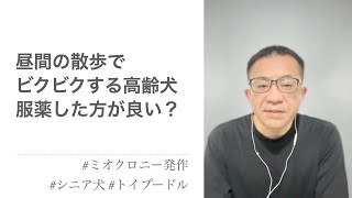 昼間に外出するとビクビクッとなるのが怖くて、夕方まで待って散歩に行ってます。多分ミオクロニー発作の16歳、トイプードル。