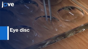 Live imaging of Eye disc | Protocol Preview