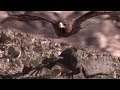 Hawk Hunts Iguanas for Her Young | BBC Earth