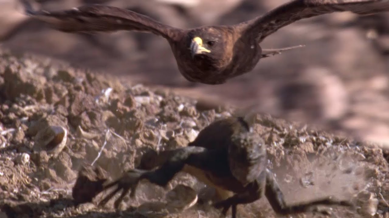 Hawk Hunts Marine Iguanas | BBC Earth