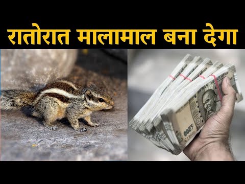 वीडियो: जमीन पर कौन बैठा है और गिलहरी क्या कर रही है?