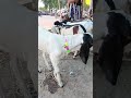 top quality dumma breed khassi bakra 🐐 😍for sale only Rs.5500/- #shorts