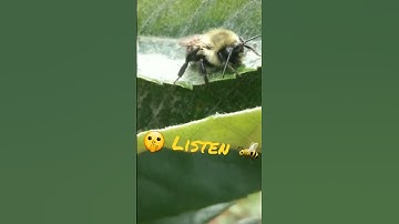 You Hear That 🤫🐝🤗 #shorts #peace #bee #bumblebee #nature #beautiful #fyp #garden #fruit #god #life