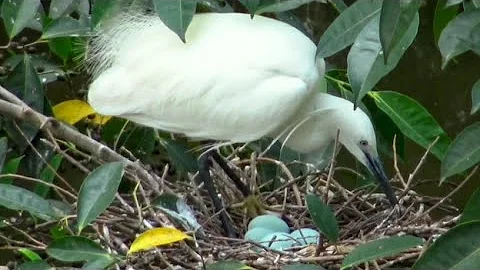 great egret incubating eggs | baby egret just hatching | egret feeding their babies