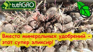 НЕ ВЫБРАСЫВАЙТЕ СТАРУЮ КАРТОШКУ! Домашнее супер удобрение.