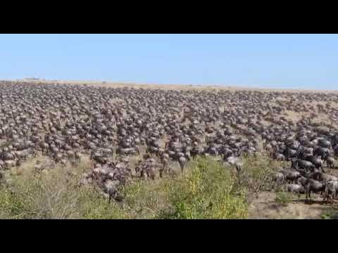 Wildebeest Migration - Winston churchill Tours Ltd - YouTube