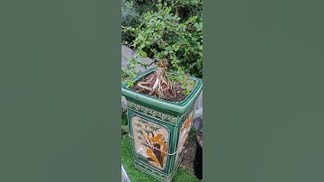 bonsai sam núi dòng khai thác tự nhiên dáng thác đổ đẹp giao lưu 0985717477.