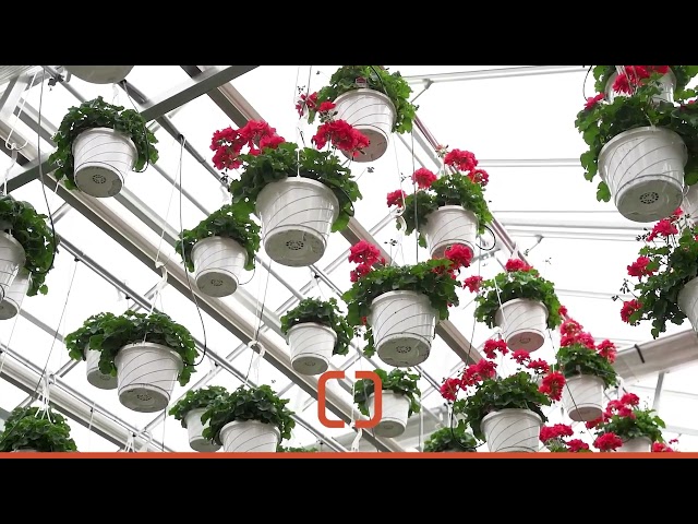Prospiant Case Study: Lucas Greenhouses