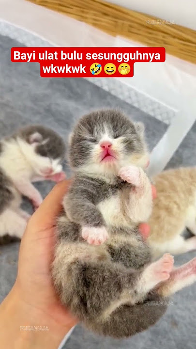 🤣😁🤭bayi ulat bulu sesungguhnya ‼️#cat #cutecat #kitten #catlovers #funnycats #kucinglucu #kucing