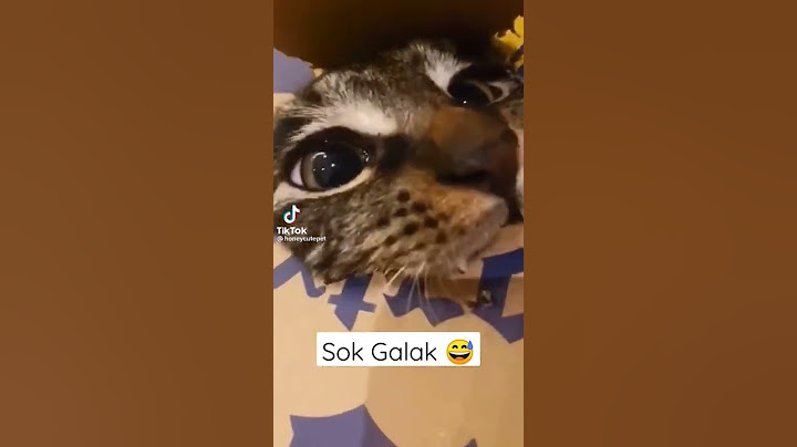 Lagi mode sok galak 😆
