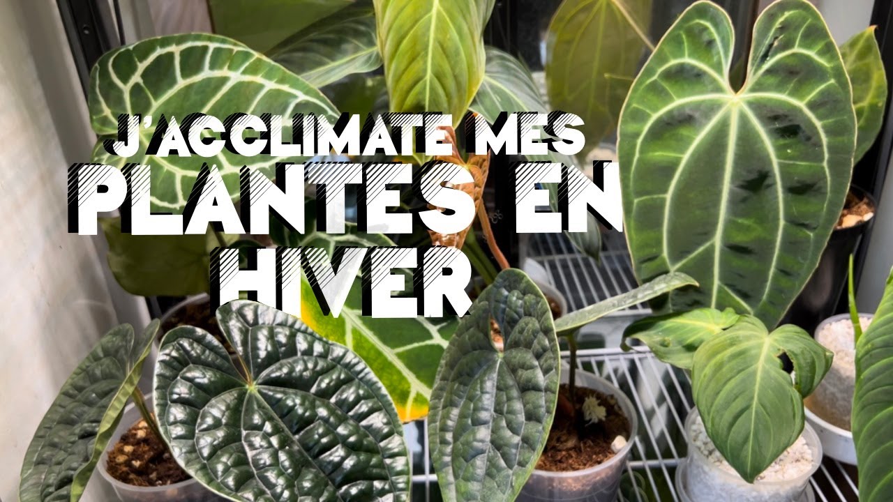 Réception PLANTE en HIVER - importation, comment les  acclimater