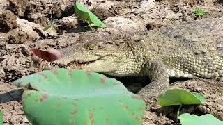 Amazing Quick Crocodile Trap Make From Tires _ Crocodile Trap