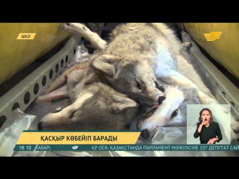 Шығыс Қазақстан облысында қасқыр көбейіп барады
