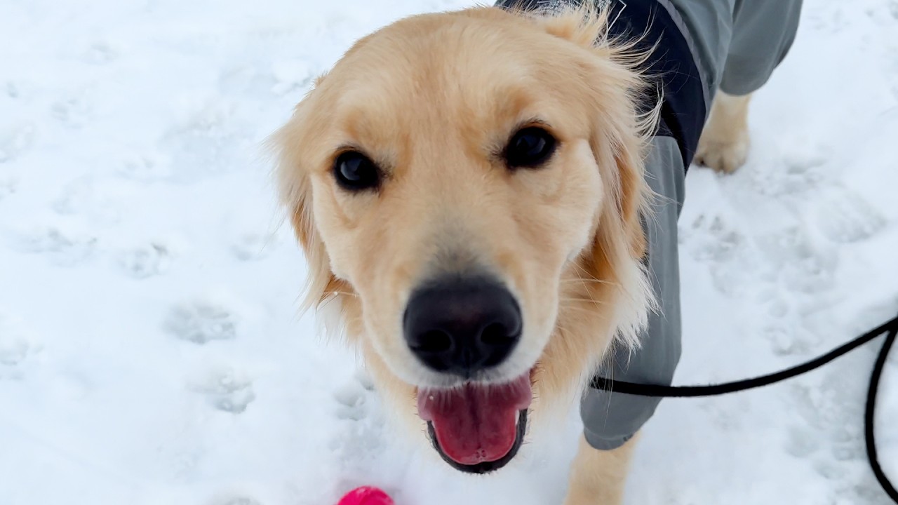 【ドンちゃんの才能が開花した日。】ゴールデンレトリバーが起こした奇跡。ボールを運ぶドンちゃんを見てパパママが褒めまくり！！
