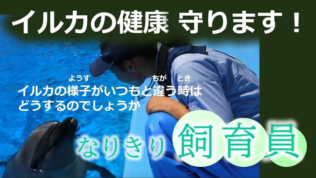 名古屋港水族館生き物情報局】イルカの健康守ります【なりきり飼育員