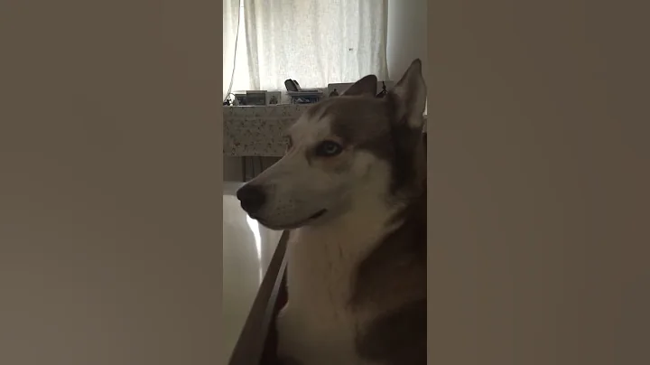 Being ignored is fun! Husky dog ignoring owner a.k...