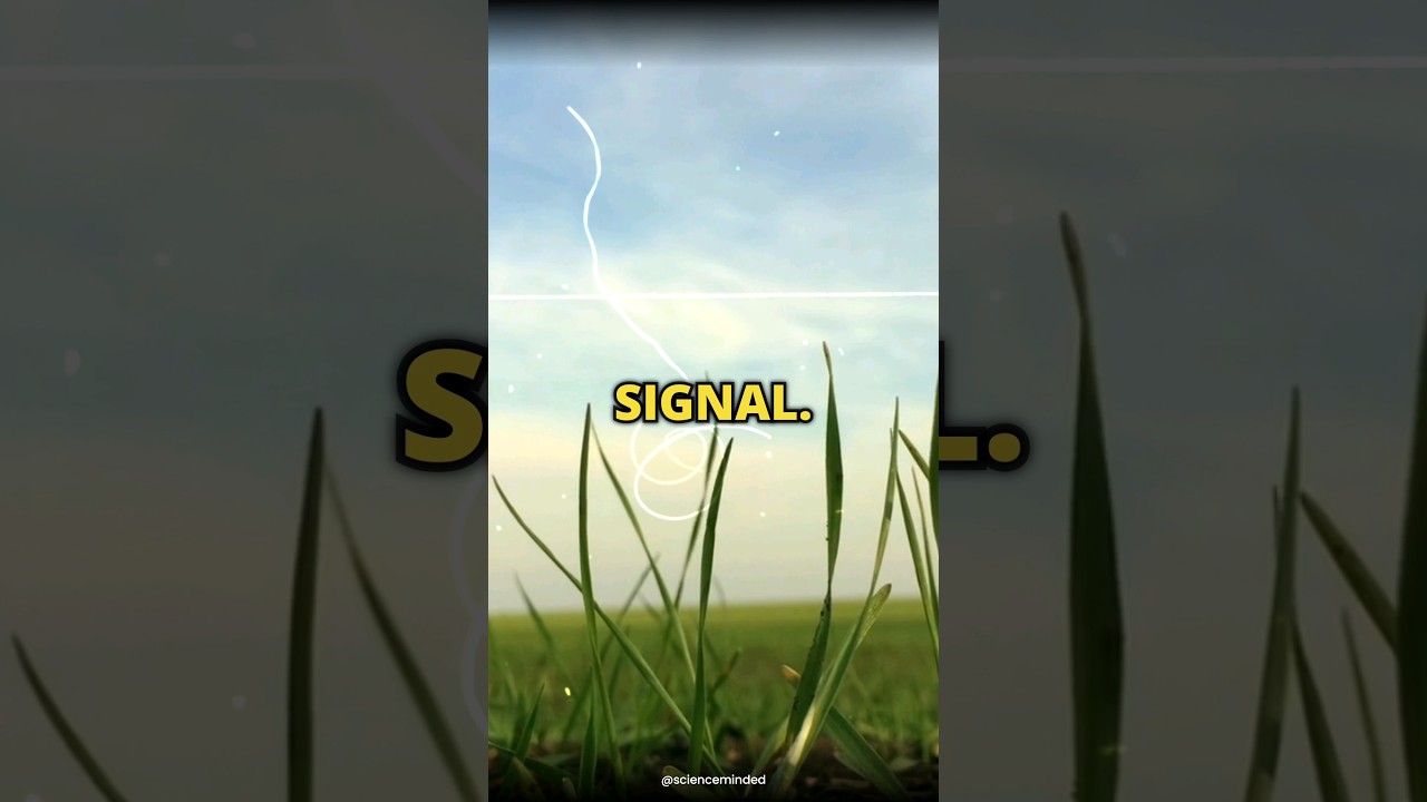 What happens when grass is cut? 