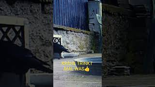 WILDKAMERA IM GARTEN. KRÄHE AM EASSERNAPF...
