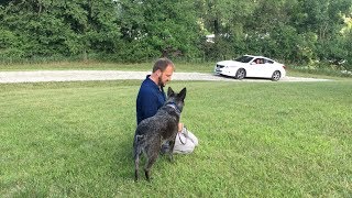 Teaching Dexter to Stop Herding Cars