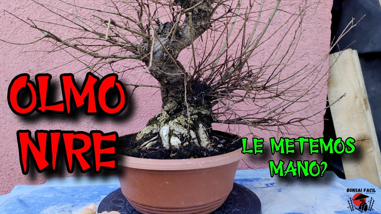 Nire Brutal con mucho trabajo