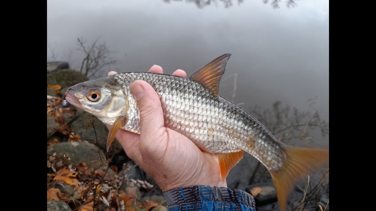 Плотва на каждом забросе.