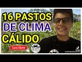 Los 16 mejores pastos de clima caliente para ganado, no te quedes sin ver el final.