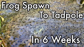 Frog Spawn to Tadpole in 6 Weeks | Common Frog (Rana temporaria)