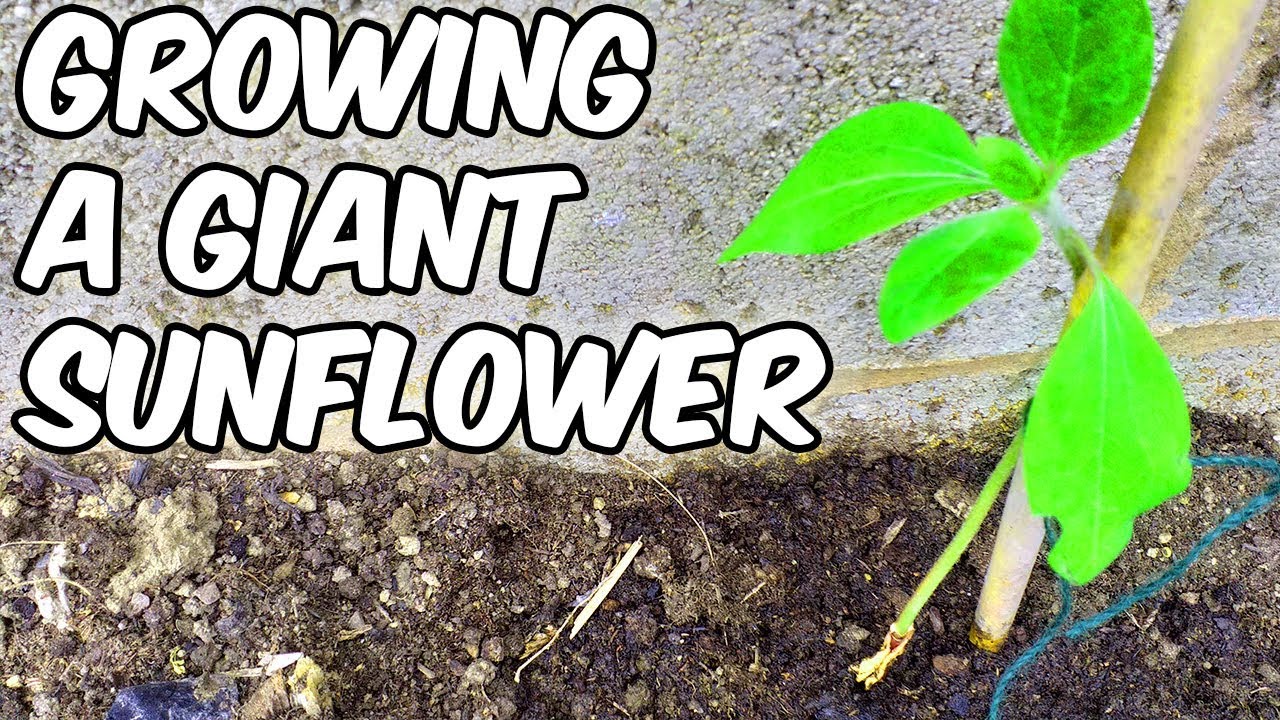 #SunflowerChallenge2019