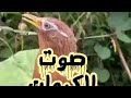 صوت الكروان سبحان الله Shorts اشتركوا في القناه 