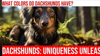 Discover the Colorful Coats of Dachshunds! by Happy Hounds Hangout 1 view 13 days ago 3 minutes, 26 seconds